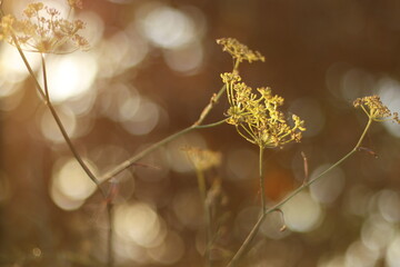 Poster - Golden hour in the countryside