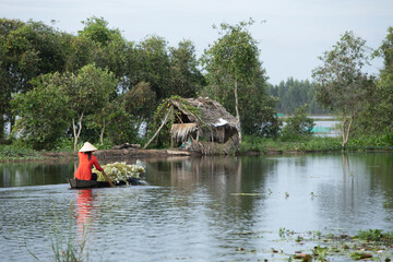 Water lily harvest in the Mekong Delta, Vietnam. A woman worker farmer in traditional clothes paddles a canoe with flowers on the front towards a workers hut.