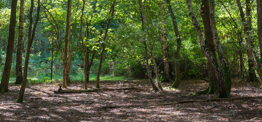 Wall Mural - Woodland and forest path in Hampshire, England, UK