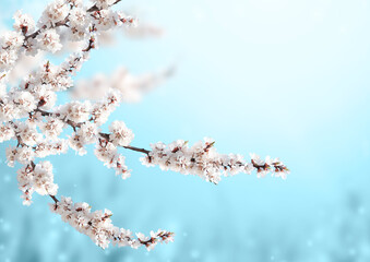 Fotomurales - Horizontal banner with sakura flowers of white color on sunny backdrop