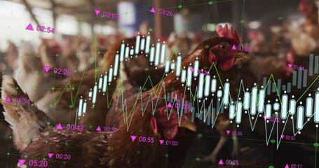 Canvas Print - Image of financial data processing over chickens at farm