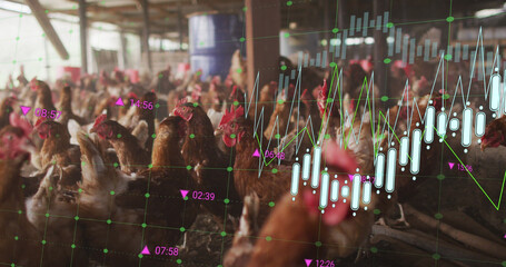 Poster - Image of financial data processing over chickens at farm