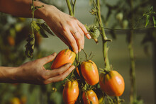 Hands Of Farmer Picking Fresh Tomato From Plant