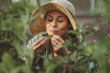 Woman With Straw Hat Smelling Green Pea In Garden