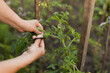 © Westend61 - Hands of woman cutting plant with pruning shears