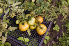 Fresh Tomatoes Growing In Garden