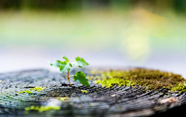 young plant growing on dead stump