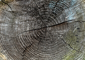 Wall Mural - Closeup patterns of old tree rings