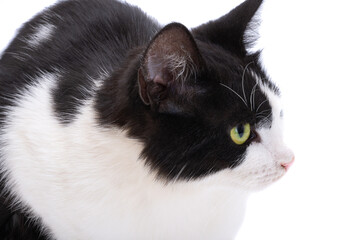 Sticker - Black and white cat isolated