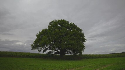 Wall Mural - Large old oak tree in a field with growing corn. Solid clouds are moving on a cloudy autumn day. A gentle wind shakes the leaves. Time lapse. Latvia