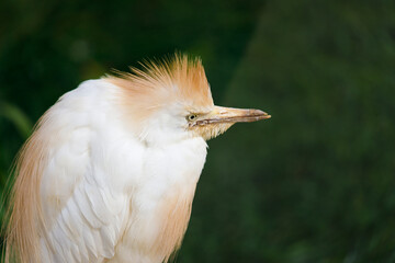 Sticker - Egyptian heron bird in nature in summer