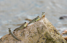 Blue Spotted Mudskipper Fish (Boleophthalmus Boddarti)