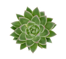 Top View Small Isolated Green Cactus Plant In Pot.