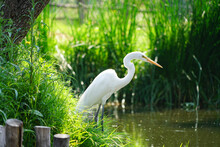 Great White Heron In Wetlands Of Xochimilco, Mexico