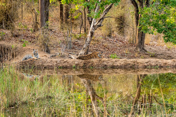 Two wild female tigers or siblings with reflection in water and in natural scenic background at bandhavgarh national park forest madhya pradesh india - panthera tigris tigris