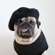 The pug with beret
