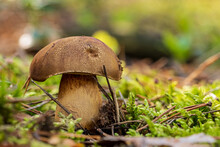 The Bolete Mushroom (Ixocomus Badius) Grows From Moss