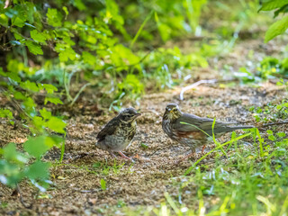 Wall Mural - Thrush fieldfare, Turdus pylaris, feeds the chick with earthworms on the ground. An adult chick left the nest but his parents continue to take care of him.