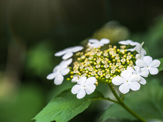 Wall Mural - viburnum opulus, guelder rose. beautiful white flowers of blooming viburnum shrub on dark green back
