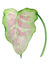 Tropical Plant Caladium Leaf Watercolor Illustration