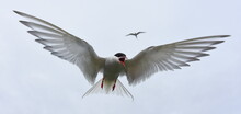 Arctic Tern In Flight, Inner Farne, Farne Islands, Northumberland