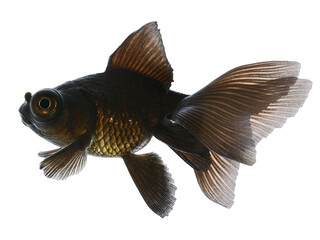 Wall Mural - Black  Gold Fish on White