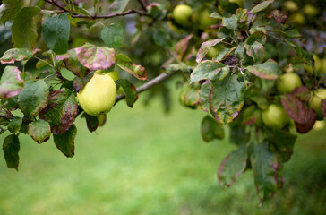 Wall Mural - Ripe green apples ready to harvest from a fruit tree branch in an orchard on a wet autumn day.