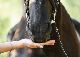 Wall Mural - A woman's hand feeds a horse. Details.