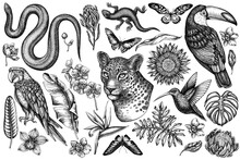 Tropical Animals Vintage Vector Illustrations Collection. Black And White Leopard, Snake, Lizard, Hummingbird, Toucan, Scarlet Macaw, Rajah Brooke's Birdwing, African Giant Swallowtail, Monstera
