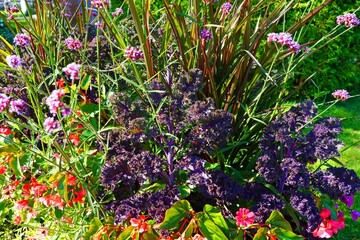 Wall Mural - Purple kale growing in the vegetable garden