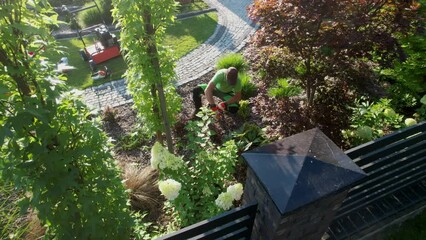 Wall Mural - Caucasian Professional Garden Worker Trimming Decorative Tree Using Garden Shears. Wearing Eyes Safety Glasses.