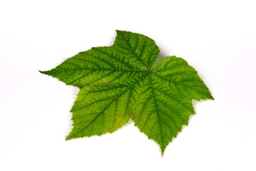 Wall Mural - Green plant leaf with beautiful texture on white background