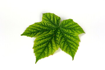 Wall Mural - Green plant leaf with beautiful texture on white background