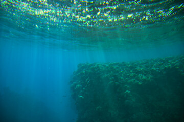 Animals of the underwater sea world. tropical coral reef. Blue Water surface, underwater background