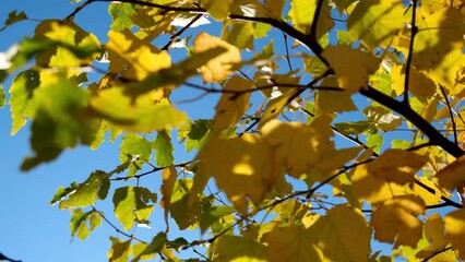 Wall Mural - Autumn yellow birch leaves in sunny day