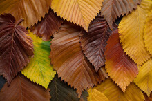 Autumnal Background With Fall Colored Red And Yellow Elm Leaves