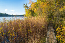 Hiking Trail Among Reeds By A Lake In Autumn