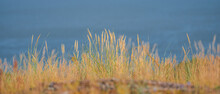 Yellow Grass Near The Sea, Blue Sea On A Blurry Background