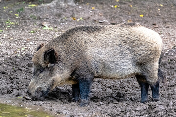 Sticker - Wild boar (Sus scrofa), known as wild swine, common wild or Eurasian wild pig in Bialowieza Forest, Poland