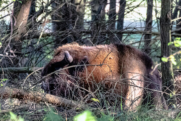 Wall Mural - European wood bison (Bison bonasus), also known as the wisent, zubr or European buffalo in Bialowieza Forest, Poland