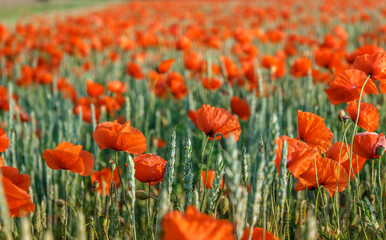 Poster - Poppies field in rays sun. Flowers Red poppies blossom on wild field. Beautiful field red poppies with selective focus. Red poppies under of sunlight. majestic rural landscape. soft focus.