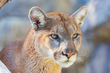 Wall Mural - Close up shot of Florida panther