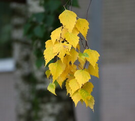 autumn birch branch with yellow leaves