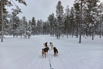 Dog sled ride in winter arctic forest