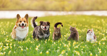 Various Fluffy Dog And Cat Friends Are Sitting On The Green Grass In A Sunny Spring Meadow