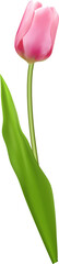 Wall Mural - Elegant 3D realistic pink tulip flower
