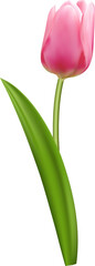 Wall Mural - Elegant 3D realistic pink tulip flower