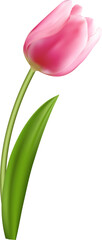 Wall Mural - Elegant 3D realistic pink tulip flower
