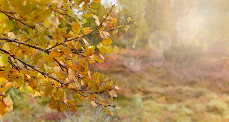 Wall Mural - closeup on yellow foliage in autumnal colos background