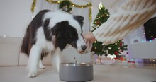 Portrait Dog Eating Close-up. Border Collie Puppy Having Meal From Metal Bowl In Christmas Festive Decorated Living Room. Food Delivey For Happy Animal. Pet Shop. New Year Winter Holidays Celebration.